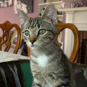 Rio -  Domestic Short Hair Cat for Adoption in Fairfax Station, Virginia - Rio | PetCurious