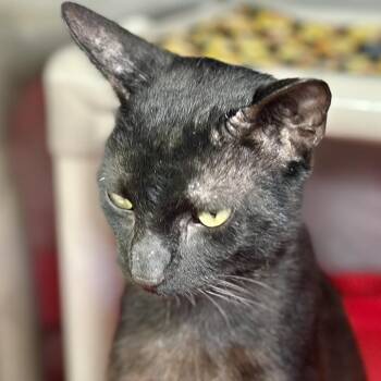 Domestic Short Hair Cats Available for Adoption - Alex P Keaton | PetCurious