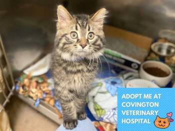 MUSHU -  Domestic Medium Hair Cat for Adoption in Fort Wayne, Indiana - MUSHU | PetCurious