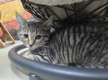 Reese`s Puff -  Domestic Short Hair Cat for Adoption in Savannah, Georgia - Reese`s Puff | PetCurious