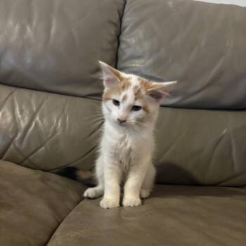 Domestic Medium Hair Cats Available for Adoption - Pumpkin 2026-88 | PetCurious