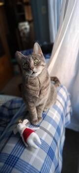 Tiger Cats Available for Adoption in Hagaman, New York - Bailey | PetCurious
