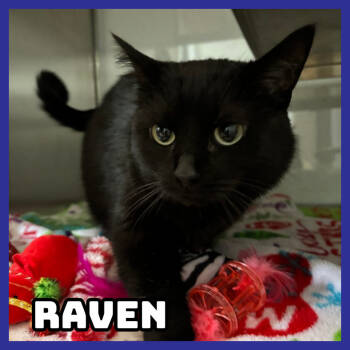 Rescue Domestic Medium Hair Cats for Adoption in Glenwood, Minnesota - Raven | PetCurious