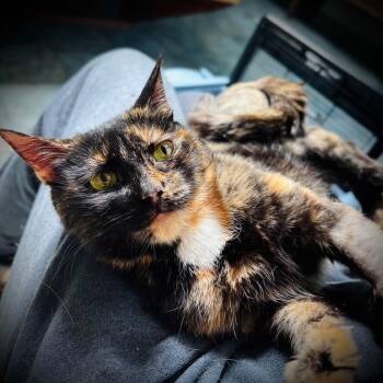 Lola -  Domestic Short Hair Cat for Adoption in Buffalo, New York - Lola | PetCurious