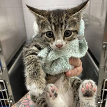 Malcolm -  Domestic Short Hair Cat for Adoption in Port Charlotte, Florida - Malcolm | PetCurious