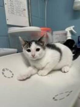 Fork-marked -  Domestic Short Hair Cat for Adoption in Manitowoc, Wisconsin - Fork-marked | PetCurious