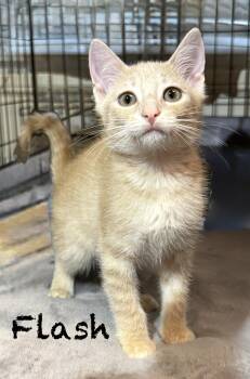 Flash -  Domestic Short Hair Cat for Adoption in Pawleys Island, South Carolina - Flash | PetCurious