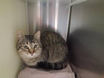 Domestic Short Hair Cats Available for Adoption - PRISMO | PetCurious