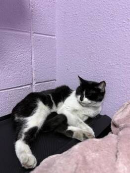 Domestic Short Hair Cats Available for Adoption - *Beatrice | PetCurious