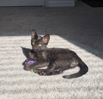 Rescue Domestic Short Hair Cats for Adoption in Tampa, Florida - Astro | PetCurious