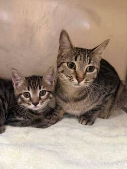 Domestic Short Hair Cats Available for Adoption in Fort Myers, Florida - TONER | PetCurious