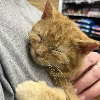 Domestic Medium Hair Cats Available for Adoption - Toulouse | PetCurious