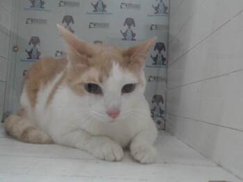 TAZ -  Domestic Short Hair Cat for Adoption in Orlando, Florida - TAZ | PetCurious