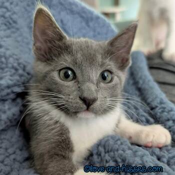 Domestic Short Hair Cats Available for Adoption in Capshaw, Alabama - TORTELLINI | PetCurious