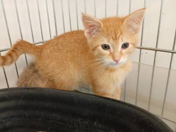 Domestic Short Hair Cats Available for Adoption in Saint James, Minnesota - Butterscotch | PetCurious