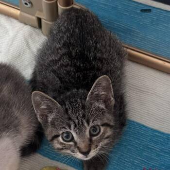 Squiggy -  Domestic Short Hair Cat for Adoption in Jupiter, Florida - Squiggy | PetCurious