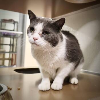 Rescue Domestic Short Hair Cats for Adoption in Briarcliff Manor, New York - Sterling | PetCurious