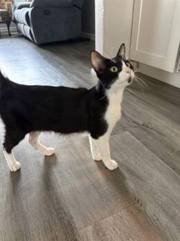 MOO -  Domestic Short Hair Cat for Adoption in Orlando, Florida - MOO | PetCurious