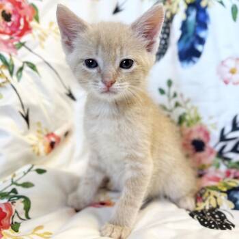 Parton -  Domestic Short Hair Cat for Adoption in Mt. Juliet, Tennessee - Parton | PetCurious