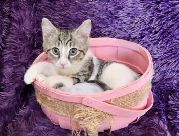Biscuit -  Turkish Van Cat for Adoption in St. Augustine, Florida - Biscuit | PetCurious