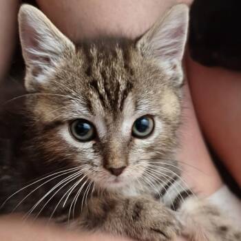 Firefly -  Domestic Short Hair Cat for Adoption in Beulaville, North Carolina - Firefly | PetCurious