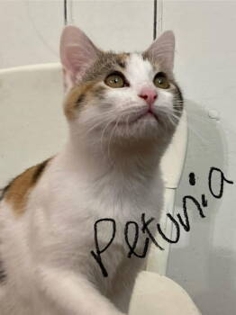 Rescue Calico and Domestic Short Hair Cats for Adoption in Skyline, Minnesota - Petunia | PetCurious