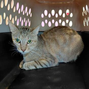 FINN -  Domestic Short Hair Cat for Adoption - FINN | PetCurious