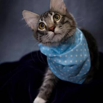 Spark -  Domestic Short Hair Cat for Adoption in Scottsdale, Arizona - Spark | PetCurious