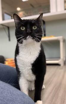 Domestic Short Hair Cats Available for Adoption in Westminster, Maryland - ENKI | PetCurious