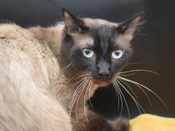 Channel -  Balinese Cat for Adoption in Portland, Oregon - Channel | PetCurious