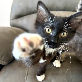 Eeyore -  Domestic Short Hair Cat for Adoption in Pleasant Hill, California - Eeyore | PetCurious
