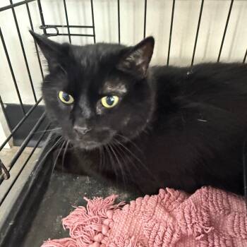 Rescue Domestic Medium Hair Cats for Adoption in Normal, Illinois - Mishka | PetCurious