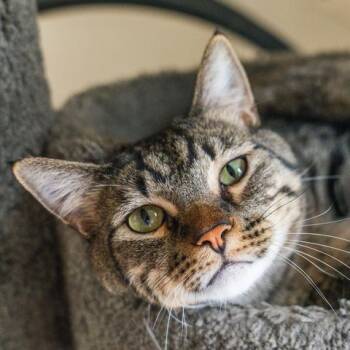 Domestic Short Hair Cats Available for Adoption - Elwood | PetCurious