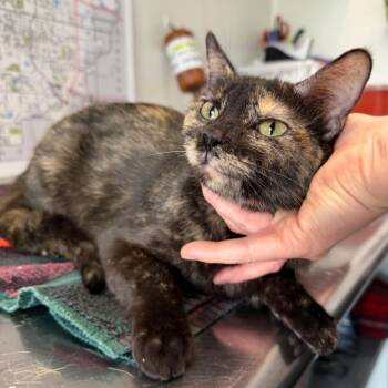 Cranberry -  Domestic Short Hair Cat for Adoption in Mankato, Minnesota - Cranberry | PetCurious