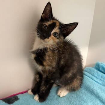 Domestic Short Hair Cats Available for Adoption in Jupiter, Florida - Padme | PetCurious