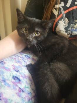Onyx -  Domestic Medium Hair Cat for Adoption in Lorain, Ohio - Onyx | PetCurious