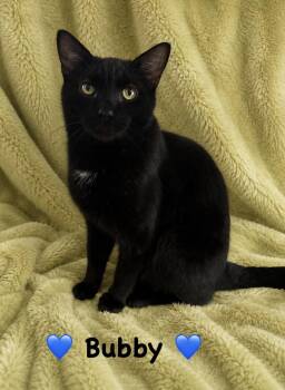 Bubby -  Domestic Short Hair Cat for Adoption in Copley, Ohio - Bubby | PetCurious