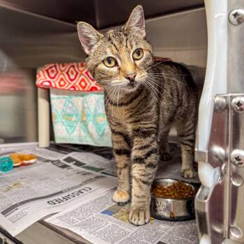 Saga -  Domestic Short Hair Cat for Adoption in Kennebunk, Maine - Saga | PetCurious