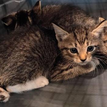 Charcuterie -  Domestic Short Hair Cat for Adoption in Lynchburg, Virginia - Charcuterie | PetCurious