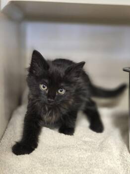Danni Du -  Domestic Short Hair Cat for Adoption in New Rochelle, New York - Danni Du | PetCurious