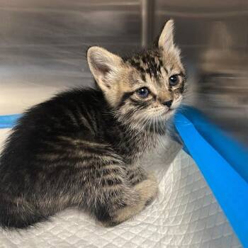 Alakazam -  Domestic Short Hair Cat Available for Adoption in Fort Collins, Colorado - Alakazam | PetCurious