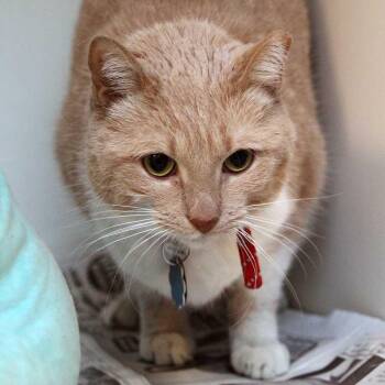 Casablanca -  Domestic Short Hair Cat for Adoption in Port Washington, New York - Casablanca | PetCurious