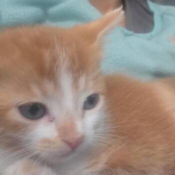 Wilma -  Domestic Short Hair Cat for Adoption in Layton, Utah - Wilma | PetCurious