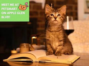 DOUGLAS -  Domestic Medium Hair Cat for Adoption in Fort Wayne, Indiana - DOUGLAS | PetCurious