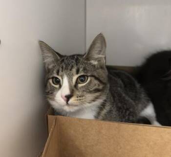 Flax -  Domestic Medium Hair and Domestic Short Hair Cat for Adoption in Roseville, California - Flax | PetCurious