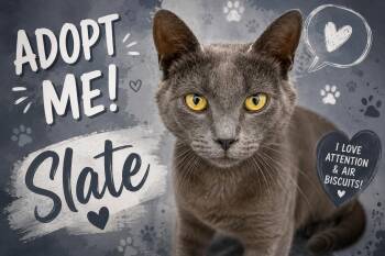 Slate (FCID# 05/19/2026 - 59 Trainer) -  Domestic Short Hair Cat Available for Adoption in Greenville, Delaware - Slate (FCID# 05/19/2026 - 59 Trainer) | PetCurious