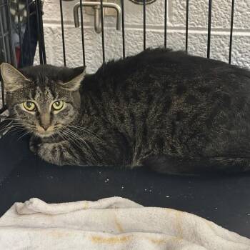 Lydia-Barn Cat -  Domestic Short Hair Cat for Adoption in Waterloo, Iowa - Lydia-Barn Cat | PetCurious