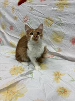 Cheezit -  Tabby Cat for Adoption in Cary, North Carolina - Cheezit | PetCurious