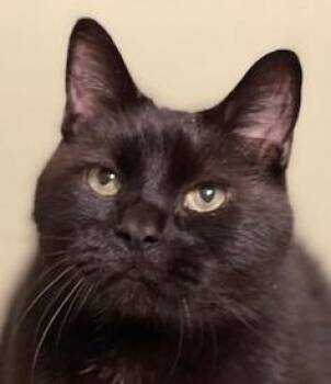 ANTHONY -  Domestic Short Hair Cat for Adoption in Panora, Iowa - ANTHONY | PetCurious