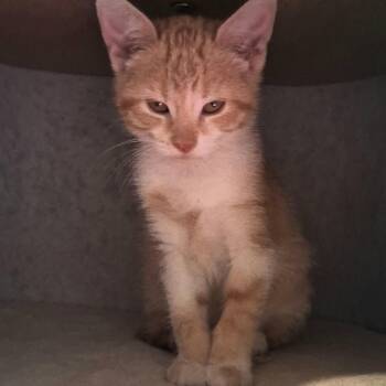 Marigold - purr baby -  Tabby and Domestic Short Hair Cat for Adoption in Macomb, Michigan - Marigold - Purr Baby | PetCurious